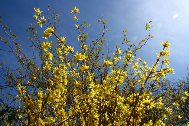 yellow flowers