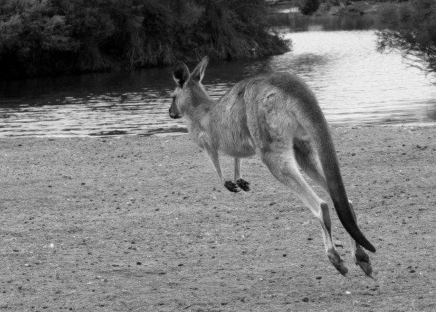 jumping kangeroo