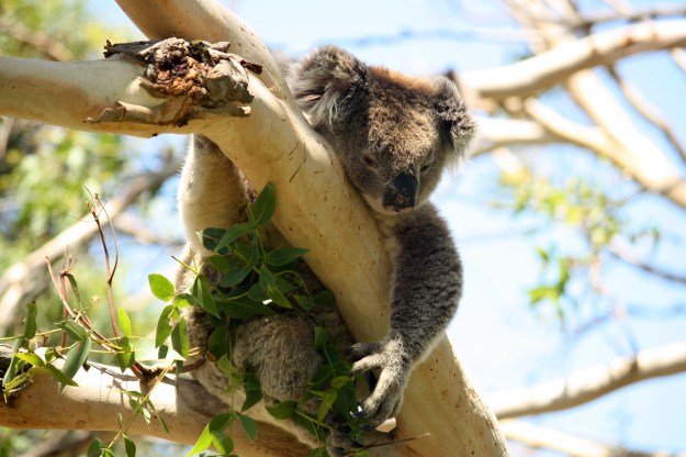koala2