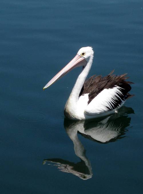pelican
