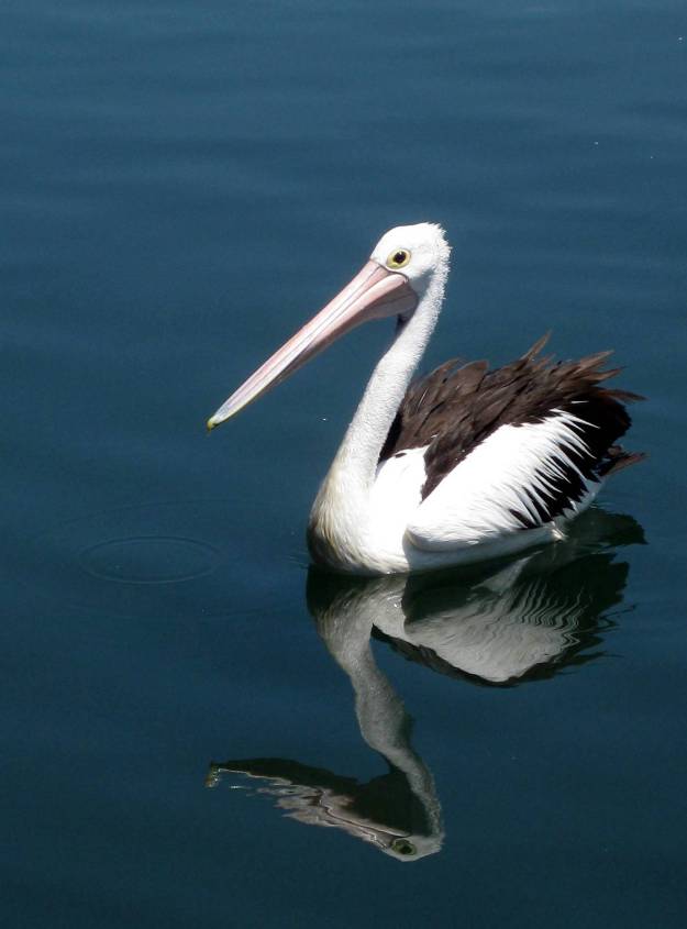pelican