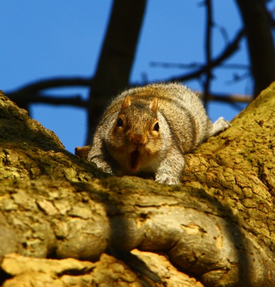 Squirrel 1