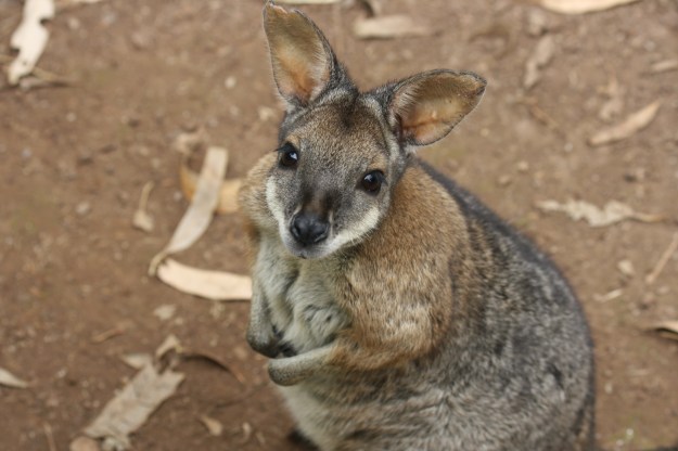 wallabie2