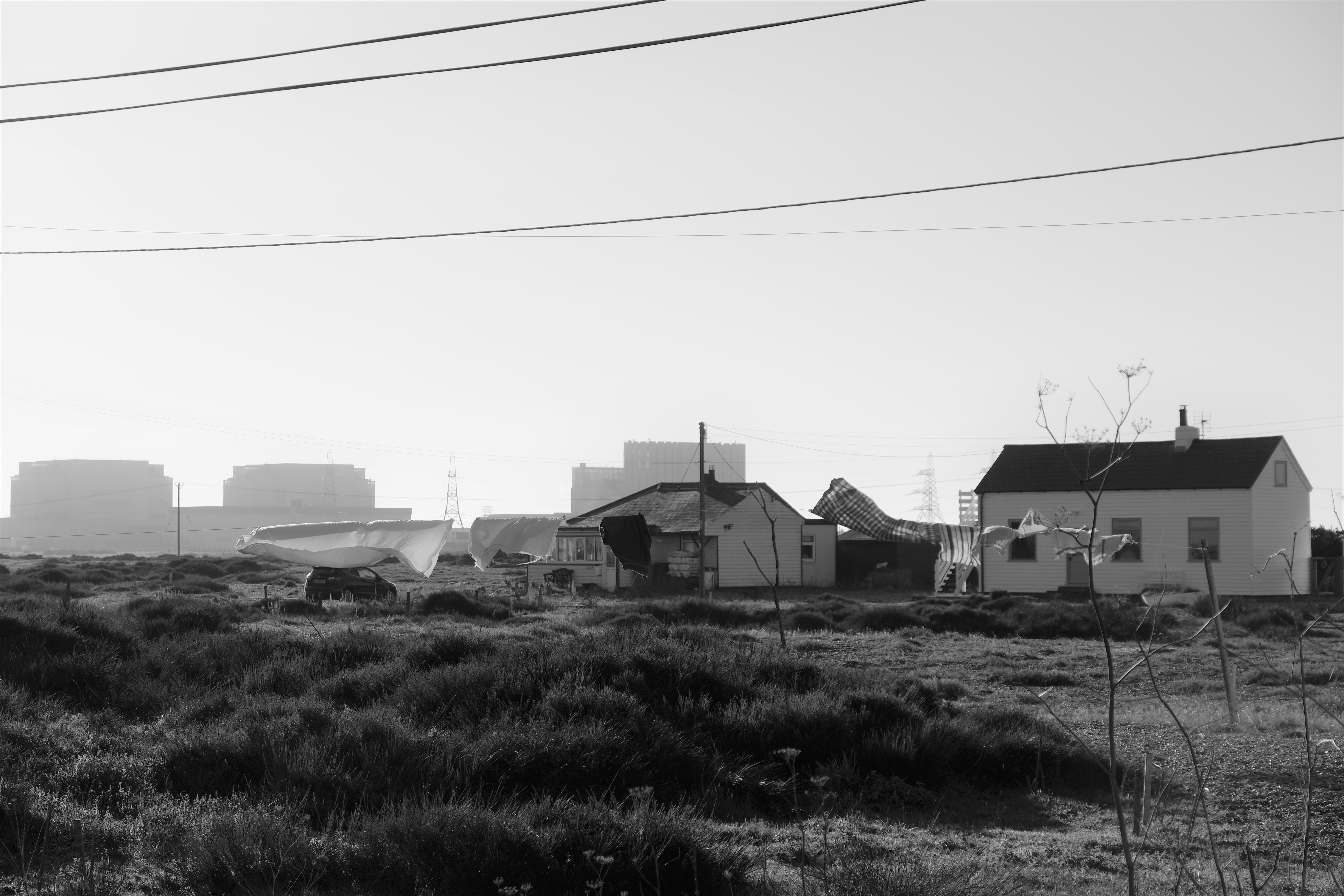 Dungeness0128