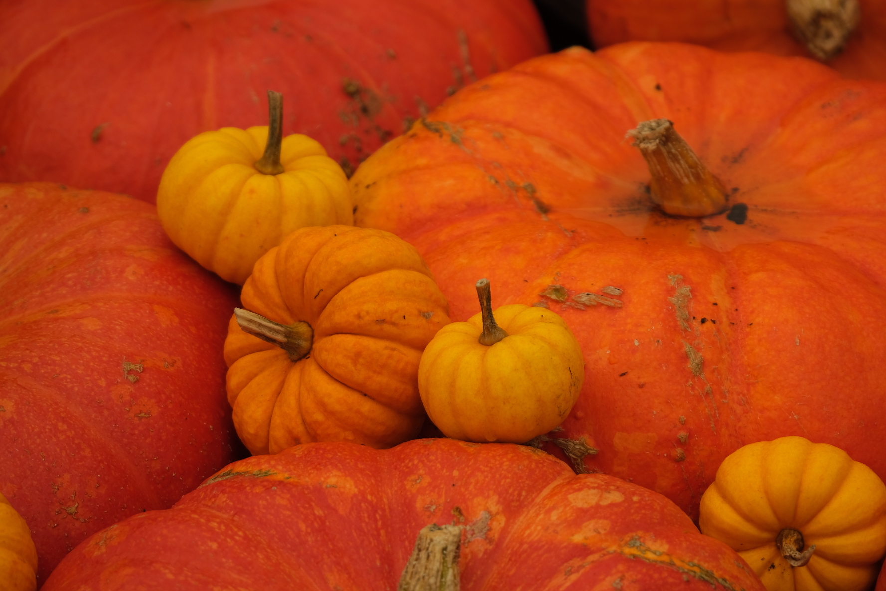 79F46A34-3035-4961-A56A-20A52F1F1712L0001