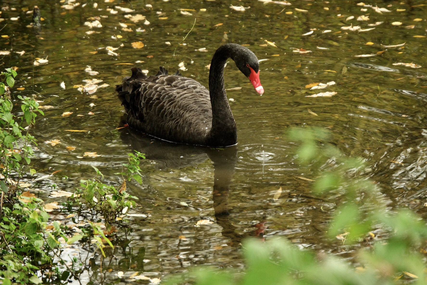 EAB5D76C-DA11-4173-9423-A11CEDFEAA5AL0001